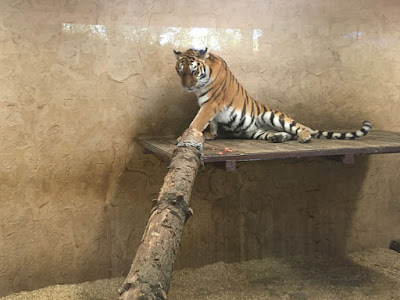 tygrys w śląskim ZOO w Chorzowie Śląski Ogród Zoologiczny Chorzów