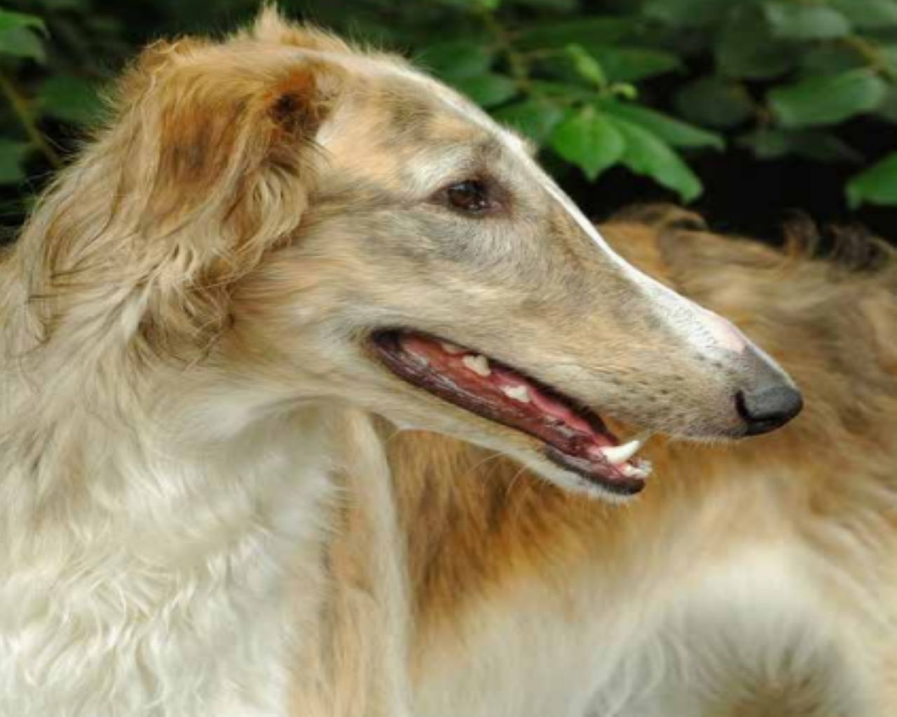 The Borzoi