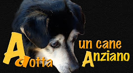 adotta un cane anziano