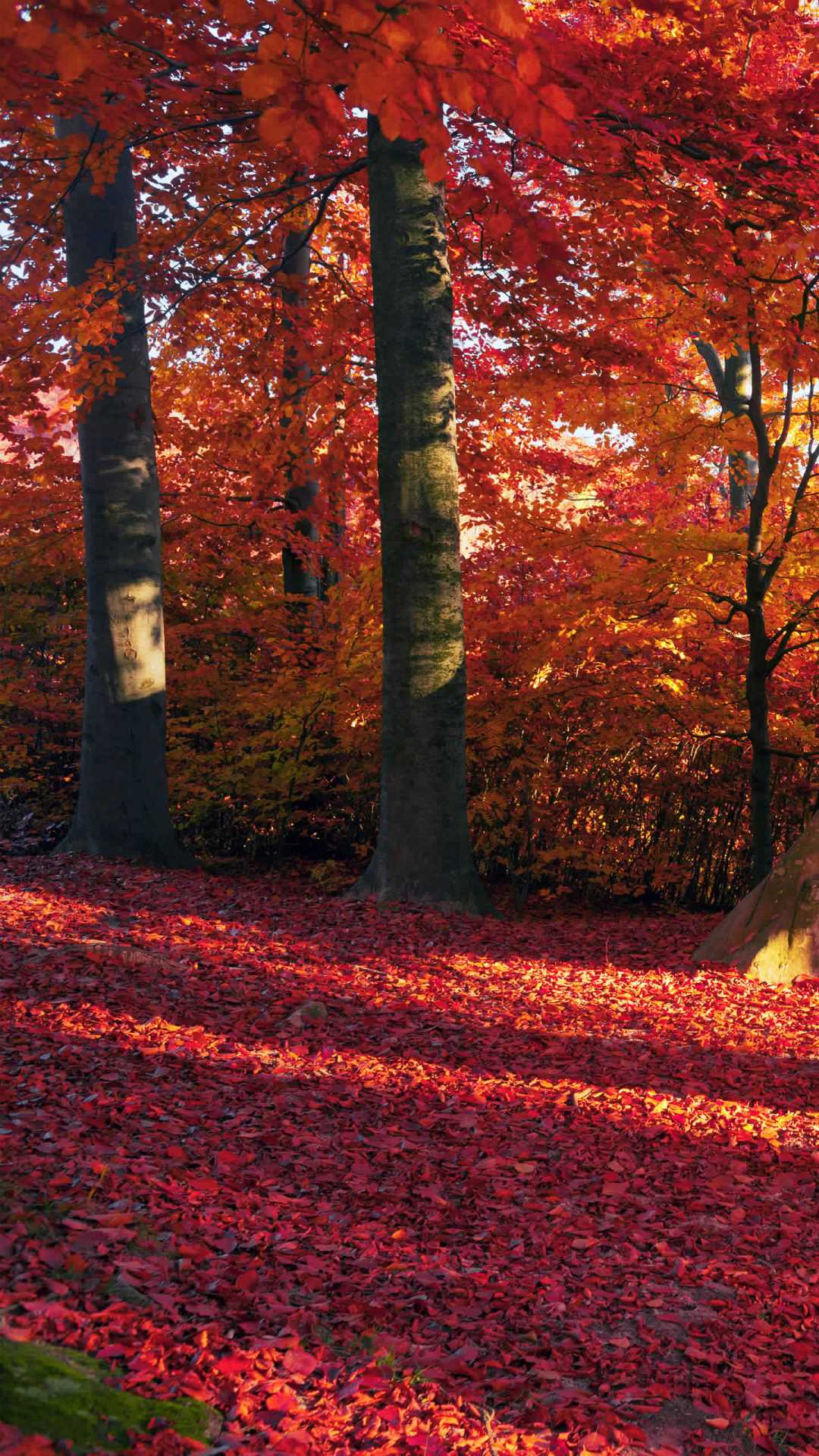 autumn background wallpaper autumn background wallpaper