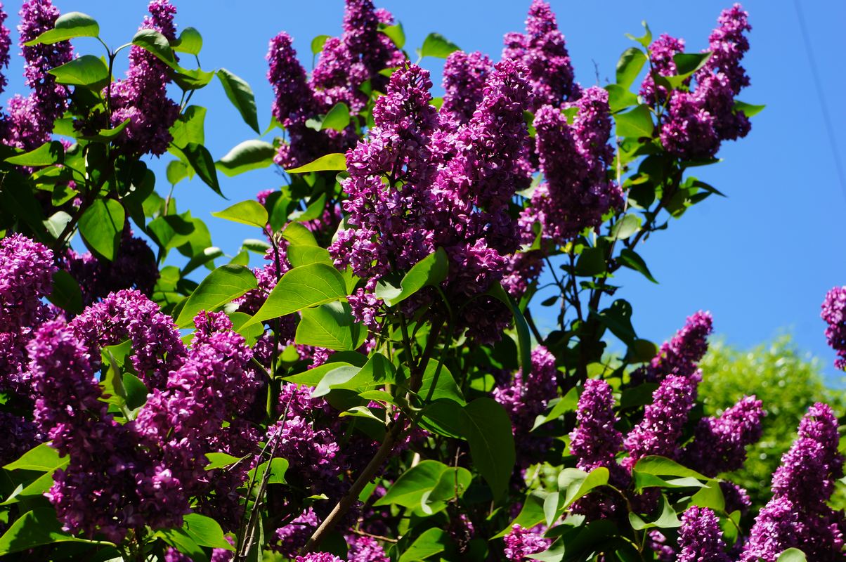 разросшаяся сирень. сиреневый сад в москве. быстрорастущая сирень. сколько растет сирень. сколько растет сирень.