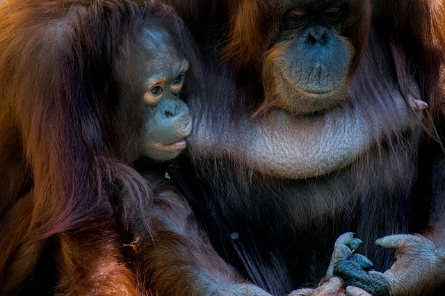 -إنسان الغاب البورنيوي(Bornean Orangutan)