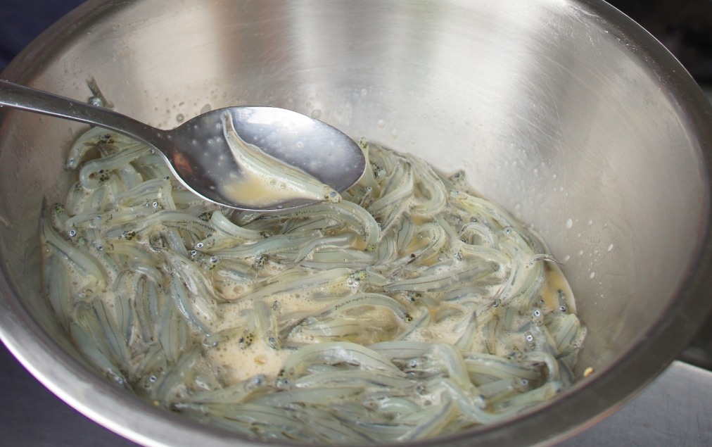 Global Gourmande Whitebait pattie stop on the West Coast