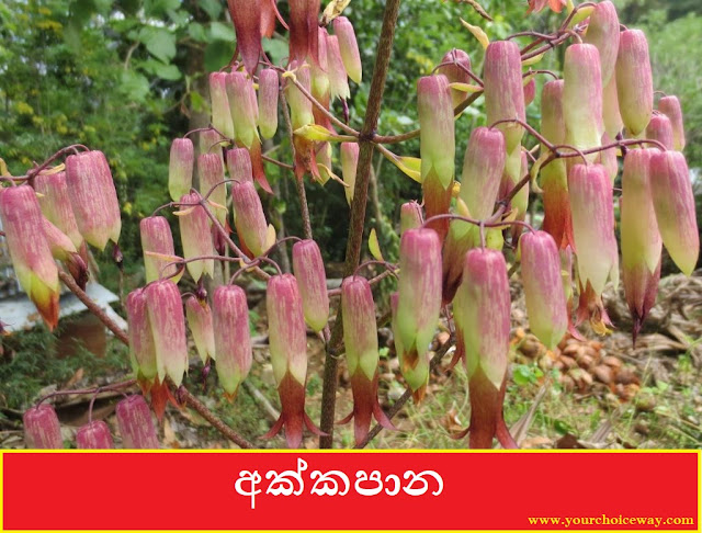 අක්කපාන [Akkapana] (Kalanchoe pinnata) - Your Choice Way