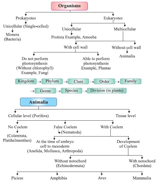 Youtube classification of living things image