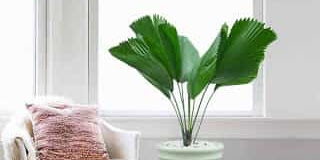 Cây Cọ Nhật