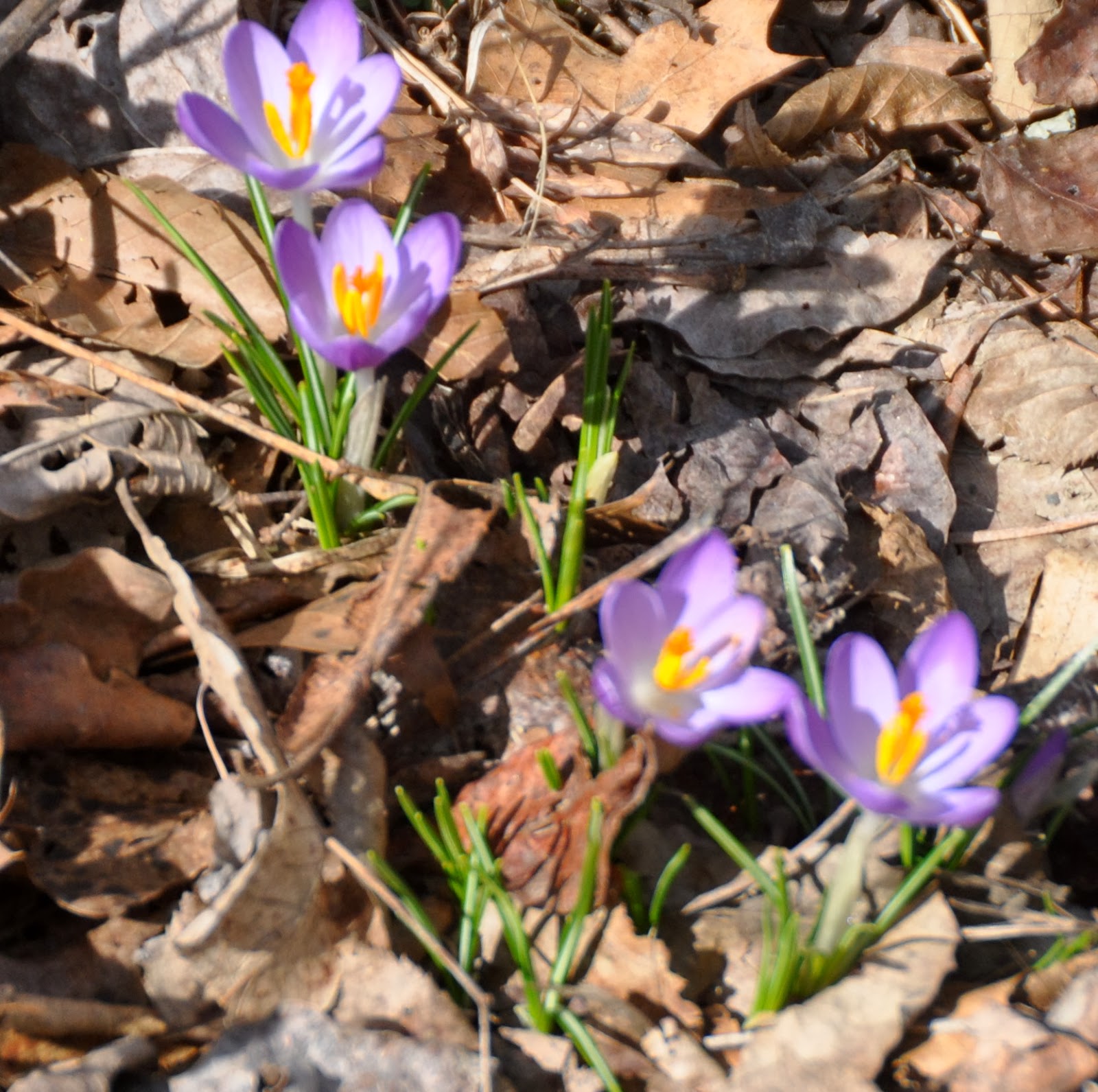 Vicki Lane Mysteries The Flowers That Bloom in the Spring, Tra La!