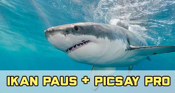 Cara Edit Foto ikan paus di atas langit Menggunakan PicSayPro Cara Edit Foto ikan paus di atas langit Menggunakan PicSayPro