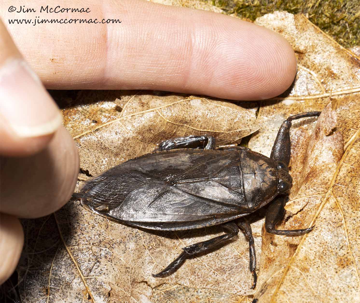 Ohio Birds and Biodiversity Giant Water Bug