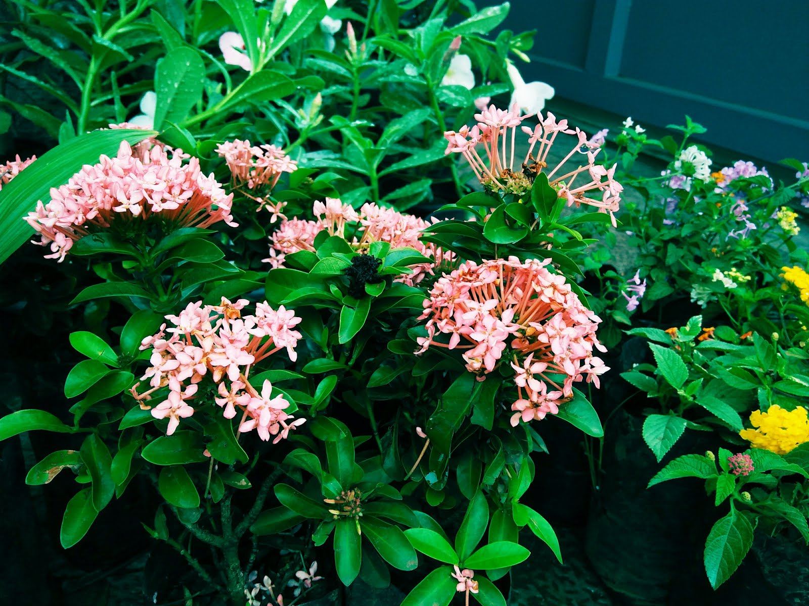 My Nice Garden Yellow Bells Tecoma Stans