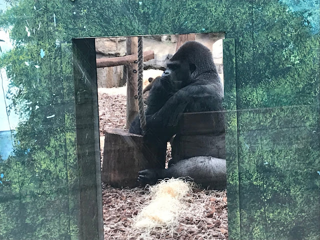 Zoo de beauval gorille