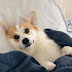 14 Problems Only Corgi Owners Will Understand