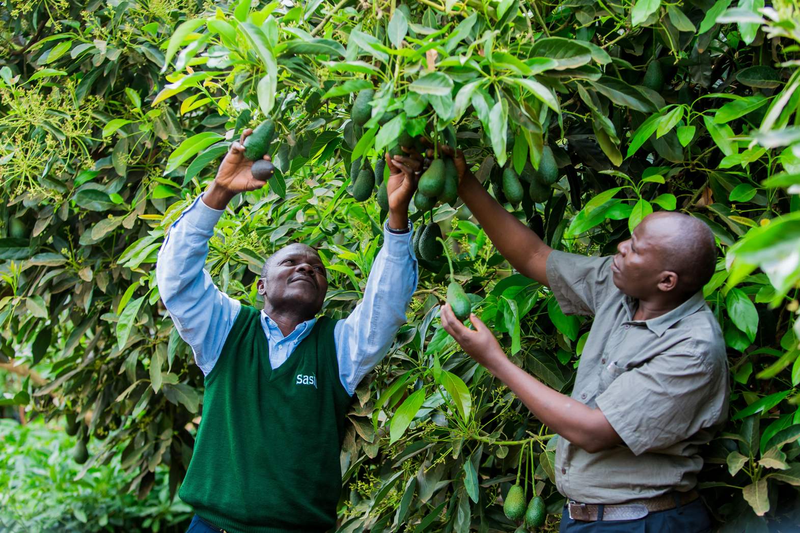 Rich Farm Kenya Profitable Agribusiness Ideas in Fruit Farming Murang