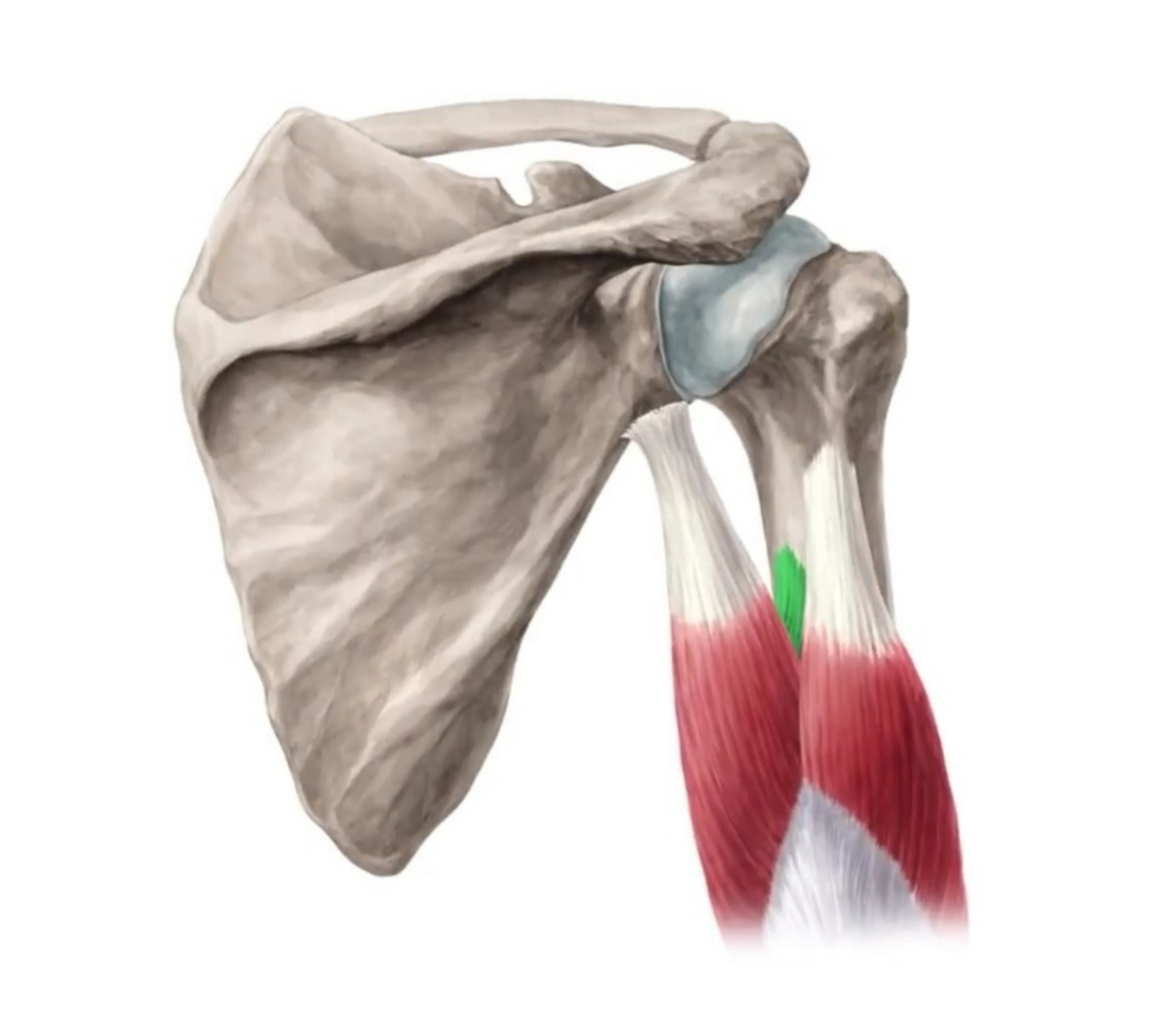 Biceps brachii