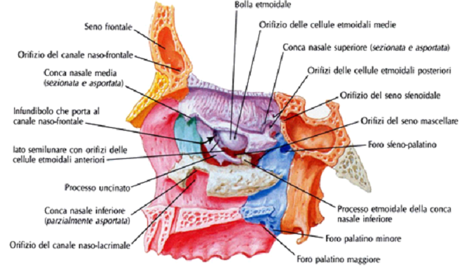 Apparato Respiratorio Riassunto Telodicoio