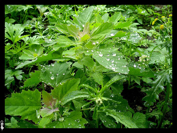 От бабули: Лебеда - полезные свойства