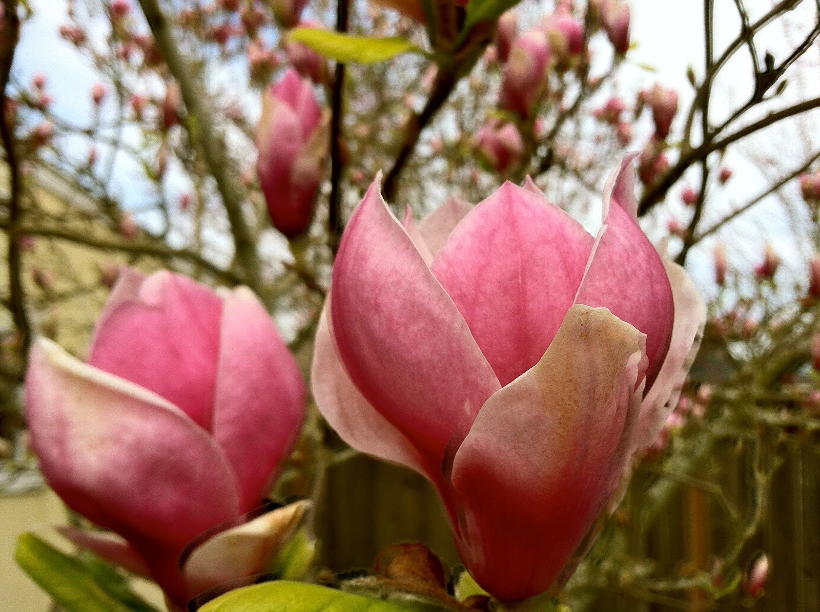 Reasonably Well Where Are My Pears?