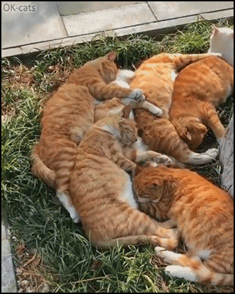 Funny Cat GIF • Amazing cat pile of ginger cats during nap time Zzzz Zzzz Funny Cat GIF • Amazing cat pile of ginger cats during nap time Zzzz Zzzz