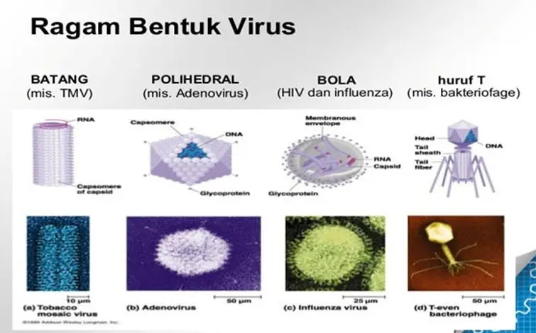 Kinito pet вирус. Вирус. TMV вирус. Модуль вируса.