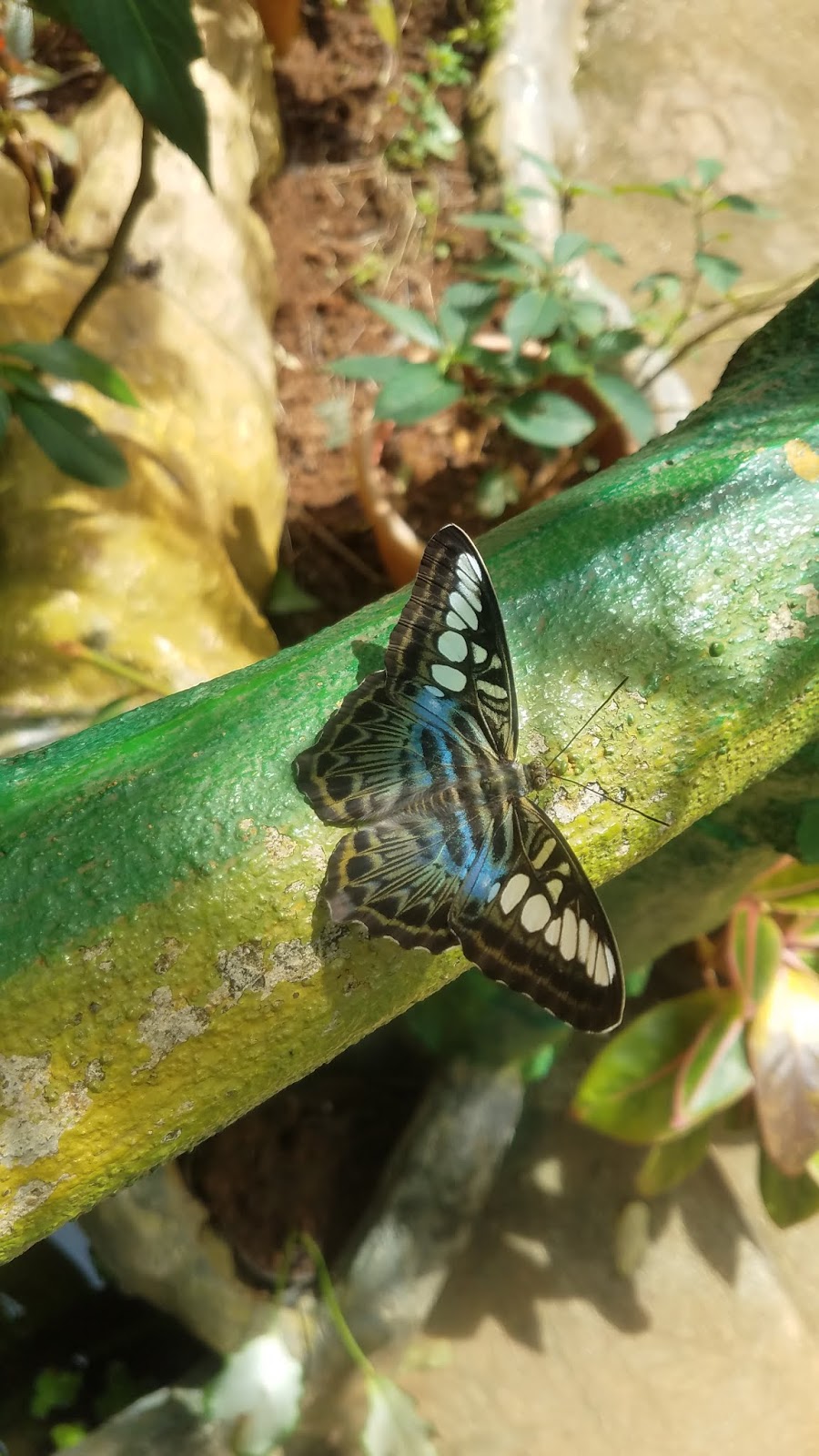 Butterfly Eco Garden and Tribal Village