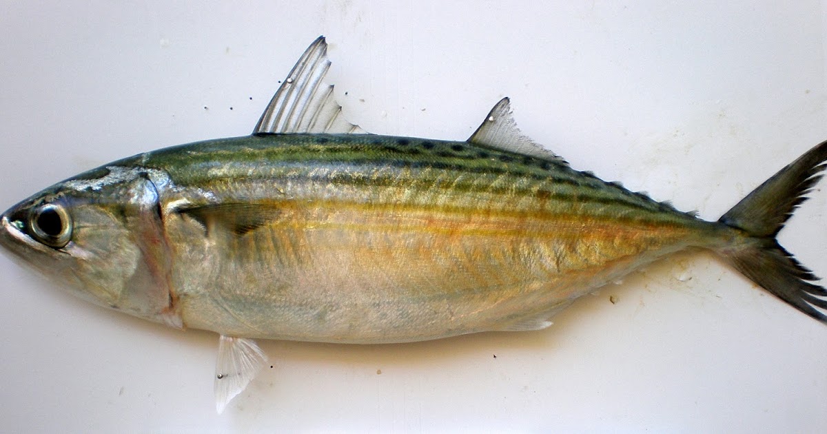Frozen Long Jawed Mackerel