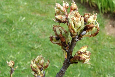 25 de Abril na Aldeia