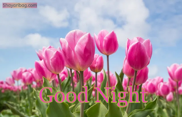 Good Night Wallpaper Good Night Wallpaper
