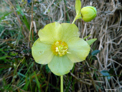 Ελλέβορος ο κυκλόφυλλος-Helleboros cyclophyllos