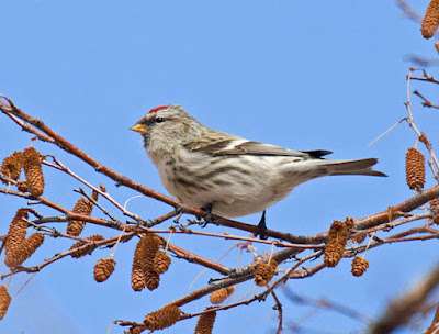 Photo of a Common Redpoll in an alder tree