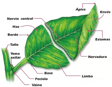 hojas-de-arboles