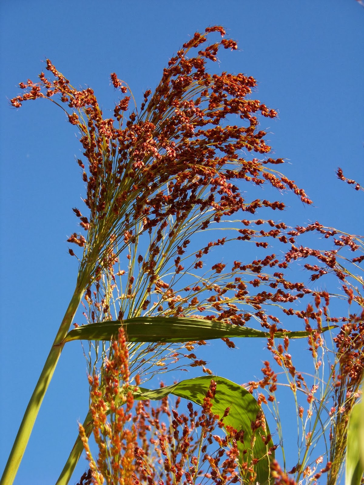 Iron Oak Farm Harvesting Broom Corn