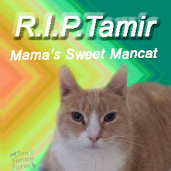 Sweet Tamir we miss you