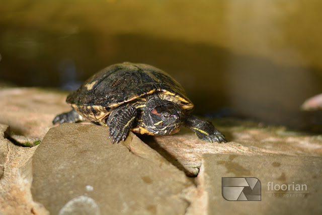 Żółwie w Market Dome w Center Parcs Bispinger Heide. 