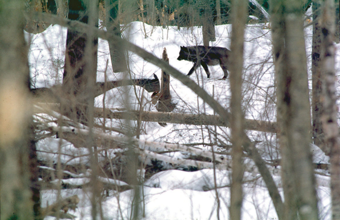 Wolves, Wolf Facts, Cougars, Cougar Facts, Coyotes, Coyote Facts