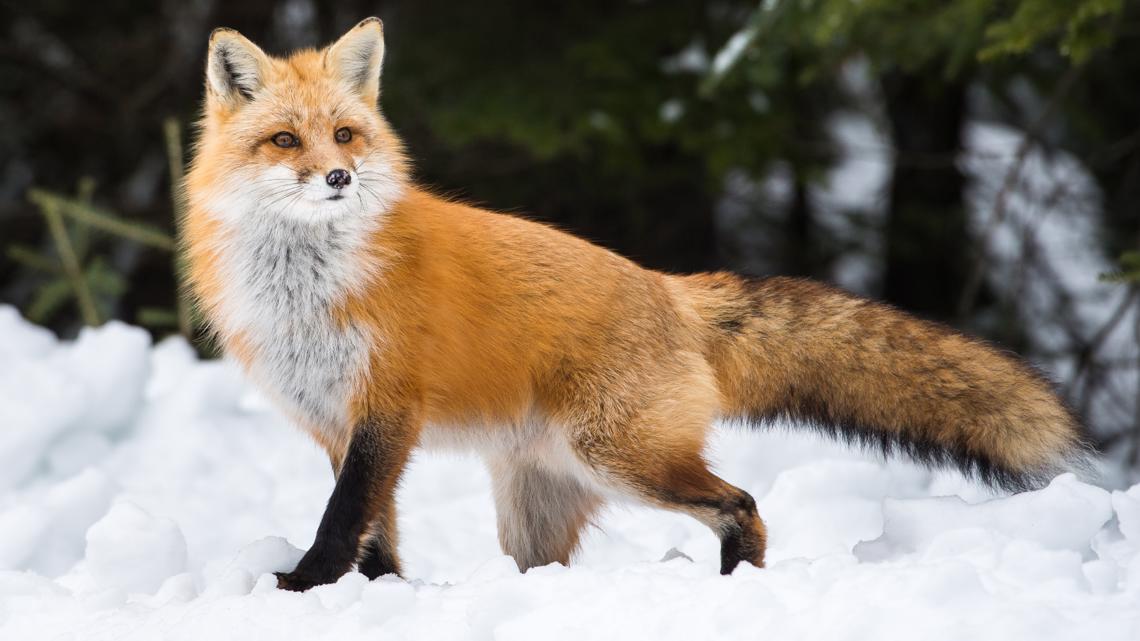 Fox habitat, species & facts, what are the interesting facts about foxes?