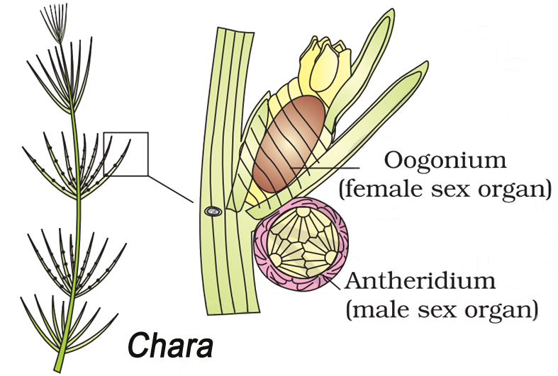 Reproduction in Organisms Notes Class 12 Part 3 Events in Sexual
