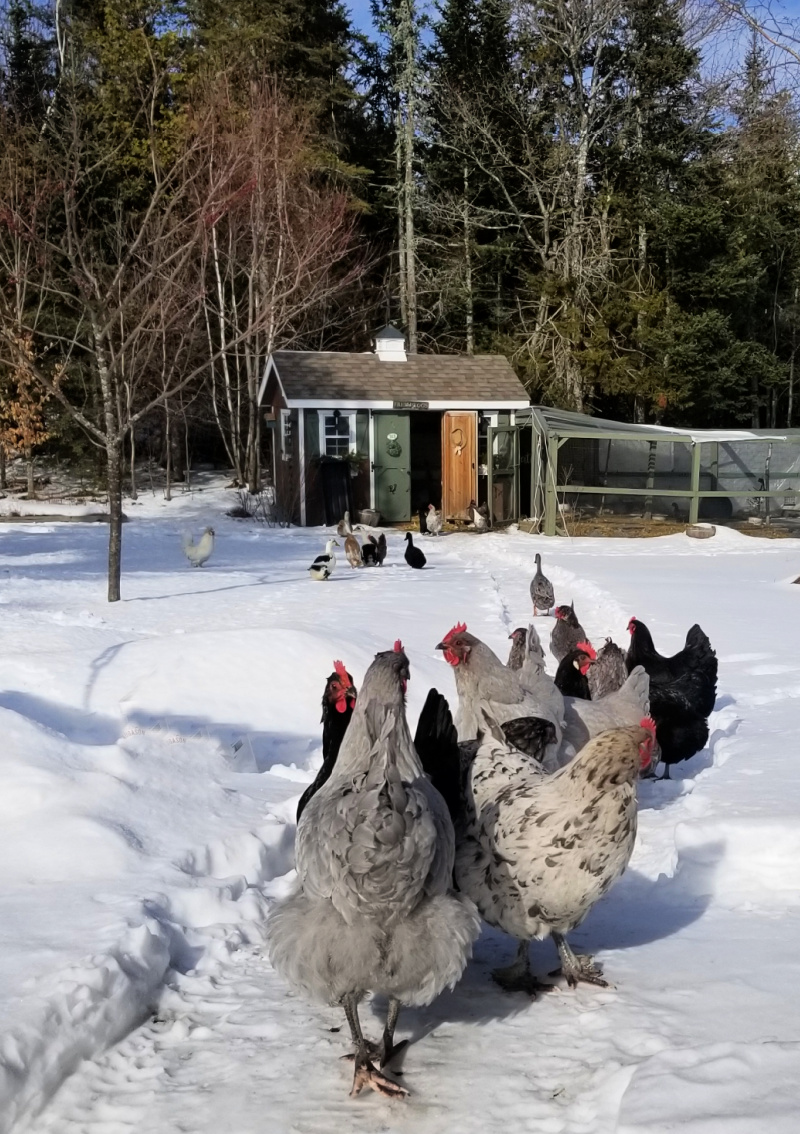 How Do Chickens Stay Warm in the Winter? Fresh Eggs Daily® with Lisa
