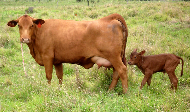 Vaca Senepol com bezerro ao pé