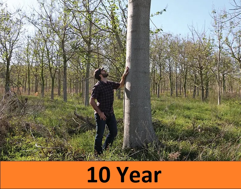 The World's Fastest Growing Tree "EMPRESS SPLENDOR"