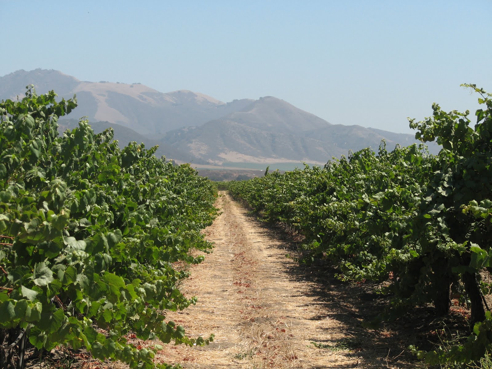 Sholeh Wolpe Trip to Santa Ynez Valley Wine Country