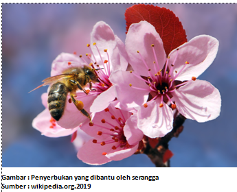 Sistem Perkembangbiakan Tumbuhan Dan Hewan