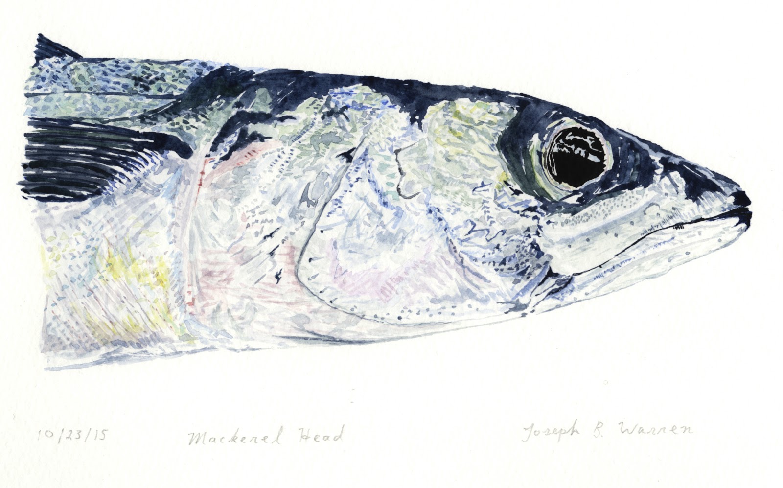 Pescadotes atlantic mackerel study