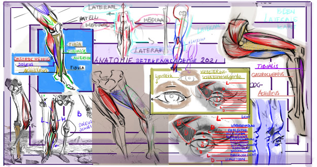anatomie tekenen,anatomisch tekenen,spieren tekenen,anatomie leren tekenen,figuren tekenen