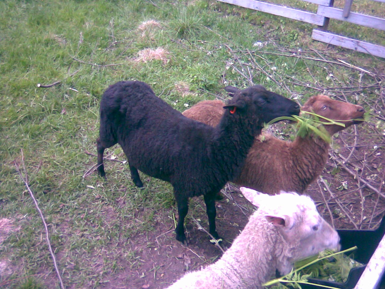 porno tähti anaali putki