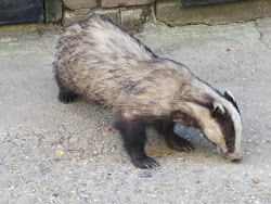 Badgers