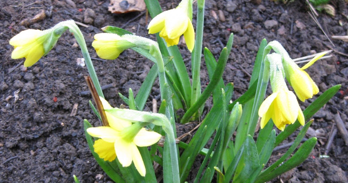 Grandma Abson's Traditional Baking Daffodils are out to celebrate all