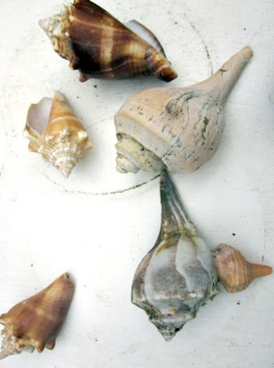 shells from the beach