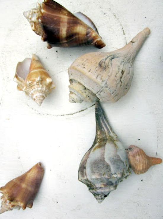 Susan's Shiny Sea Shells Homeroad