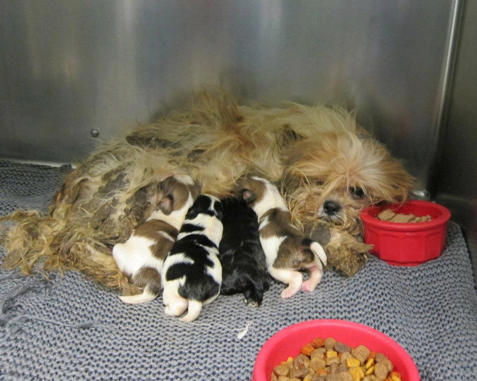 Singapore Community Cats Make it Illegal to sell Dogs/Puppies in Pet