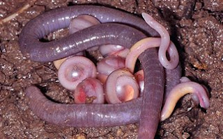 Ανακαλύφθηκε νέο αμφίβιο στην Ινδία  